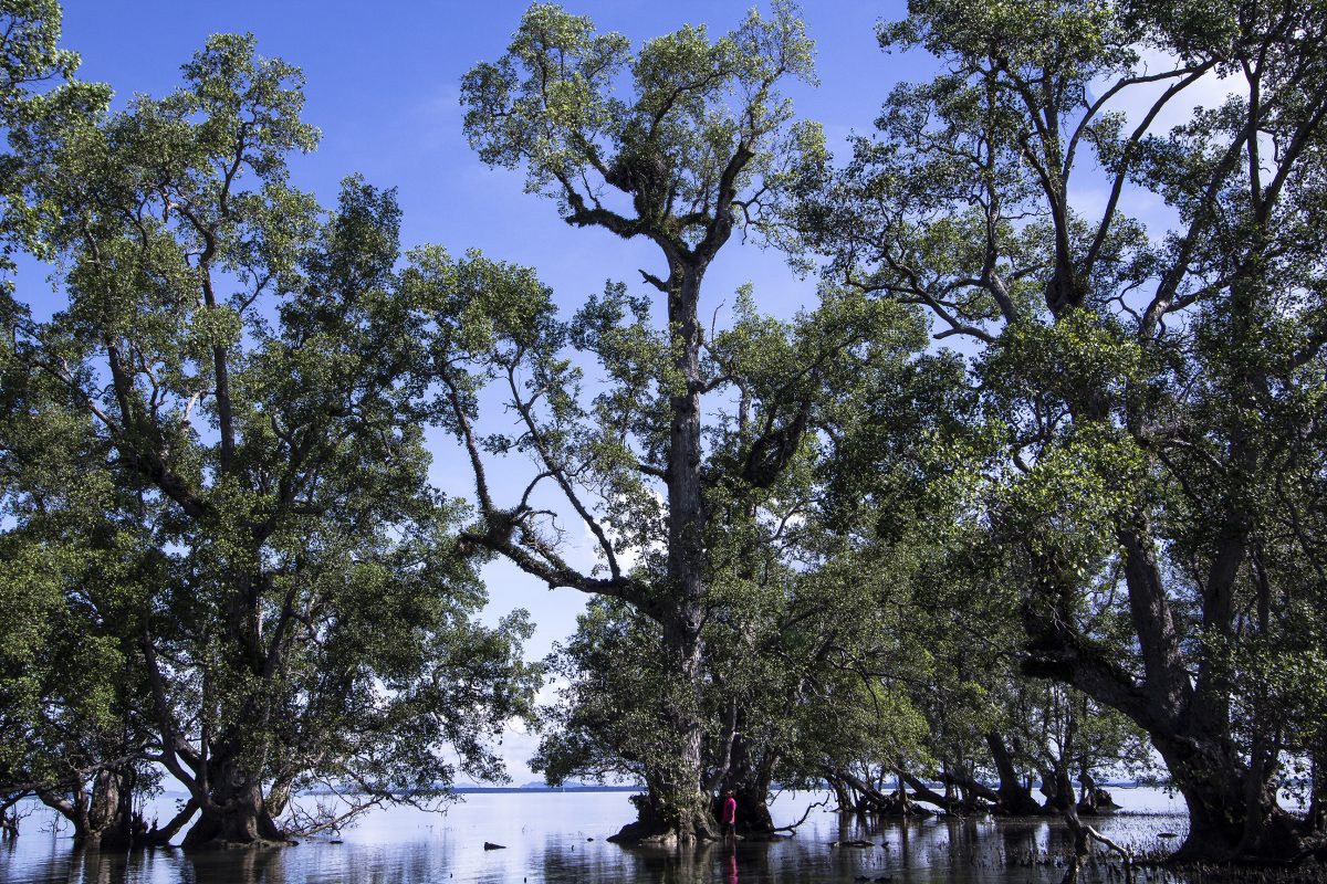 ช่างภาพเนชั่นแนล จีโอกราฟฟิก กับสุดยอด “เทคนิคถ่ายภาพ” ต้นไม้ให้ ว้าว!