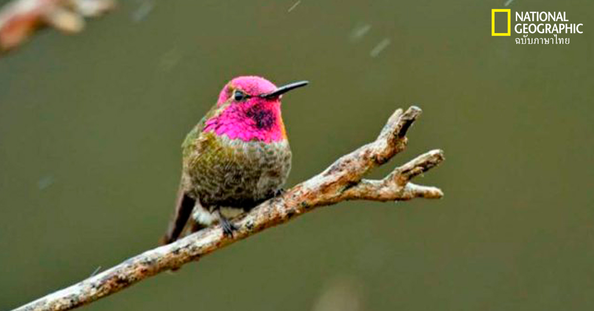 นกฮัมมิ่งเบิร์ด