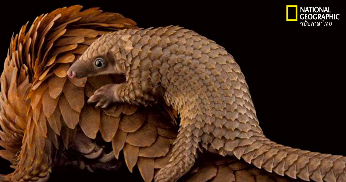 สัตว์สูญพันธุ์