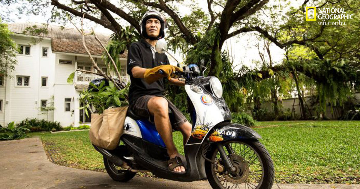 ปลูกต้นไม้