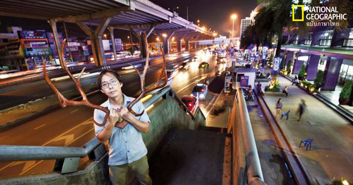 การปล่อยสัตว์ป่าคืนสู่ธรรมชาติ