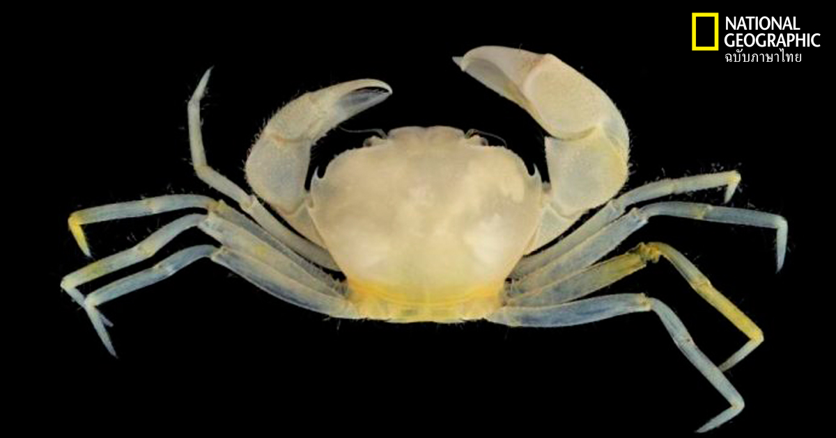 แฮร์รี พอตเตอร์