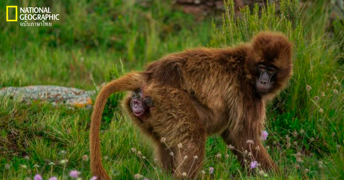 ลิงออกลูก