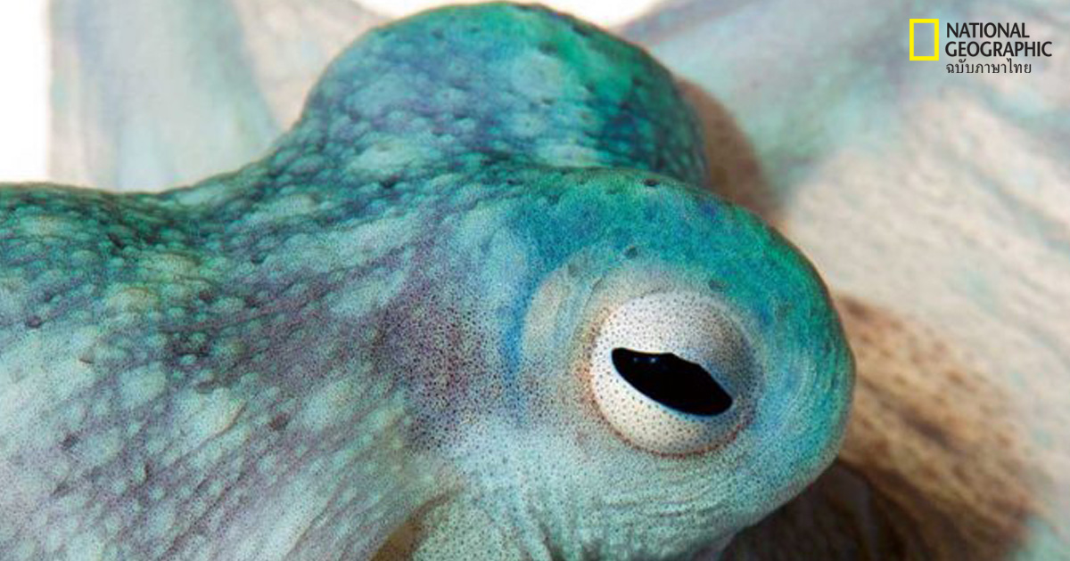 หมึกสาย