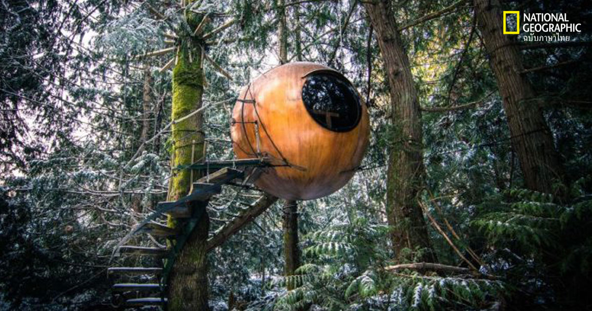 บ้านต้นไม้