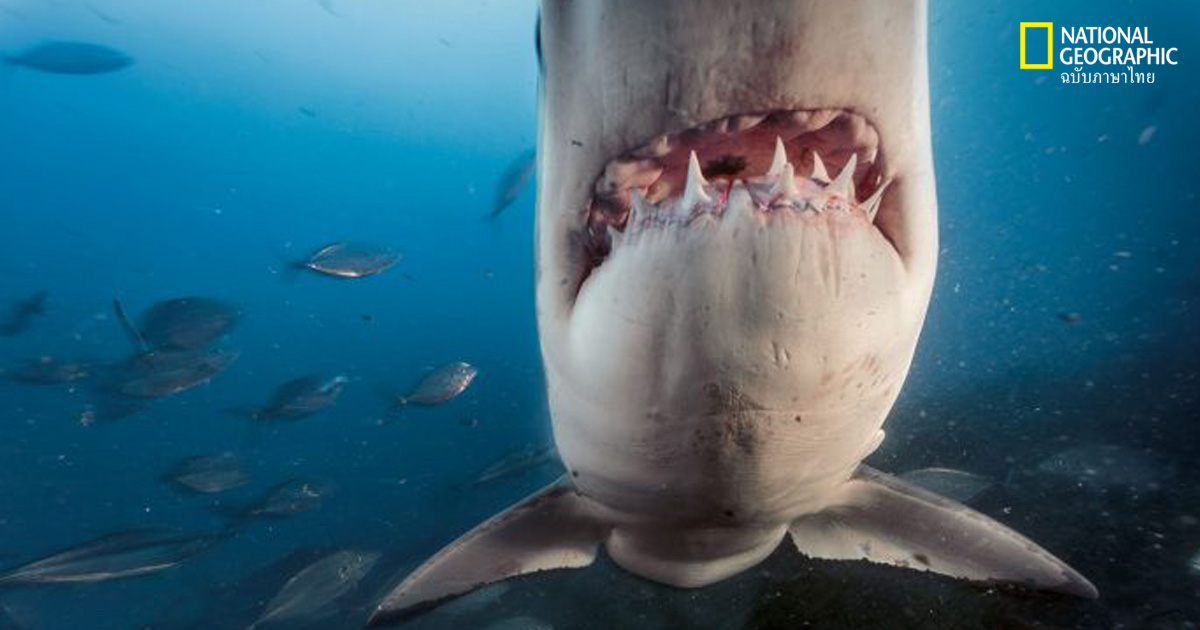 ฉลามขาว