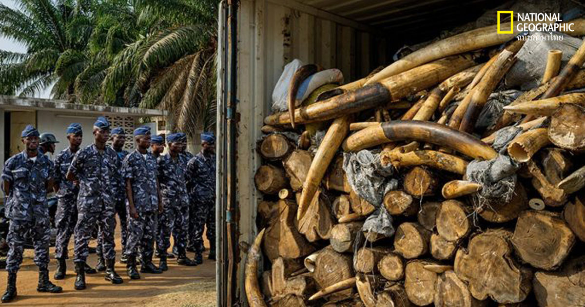 งาช้างเถื่อน