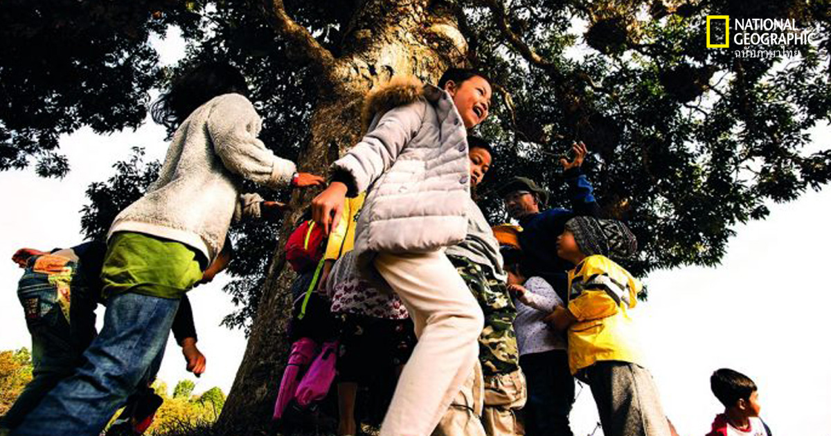 ต้นไม้ในเมืองใหญ่