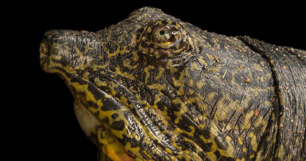 ตะพาบยักษ์แยงซีเกียง