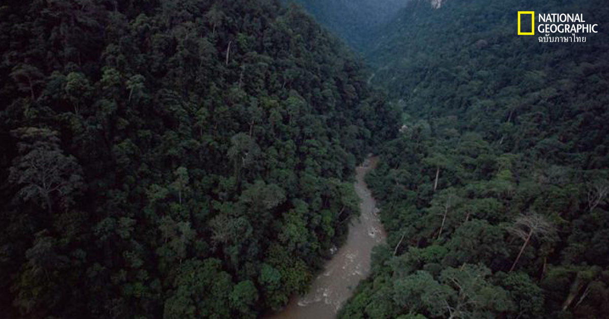 พิทักษ์ป่า