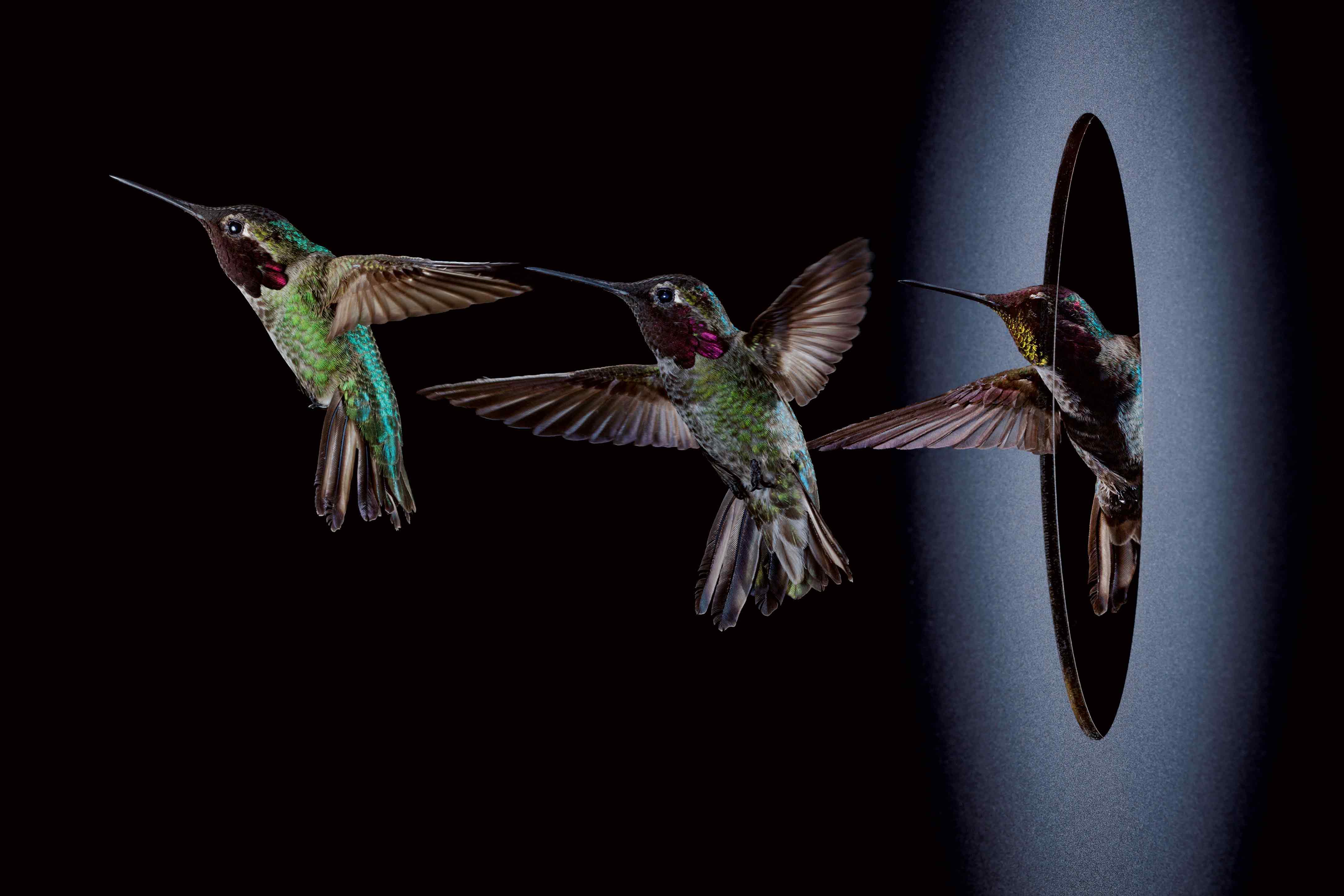 ฮัมมิงเบิร์ด