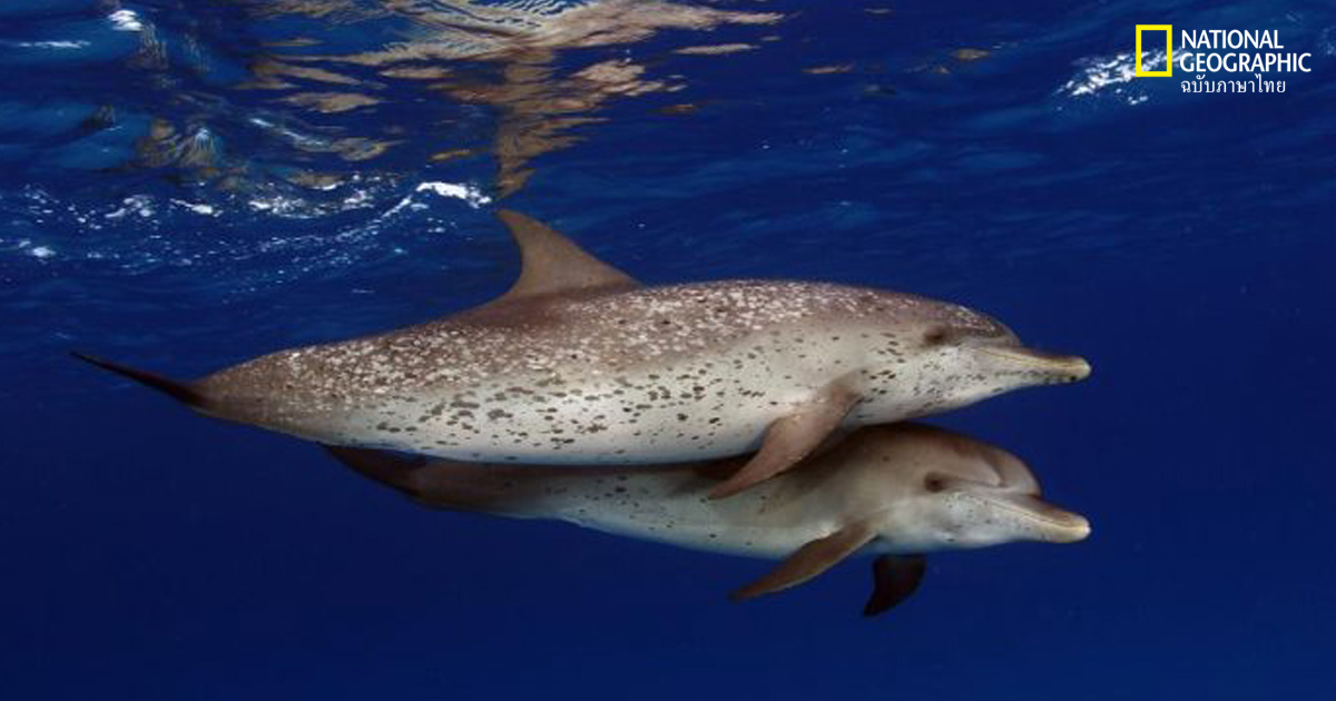 สัตว์ผสมพันธุ์ในน้ำ