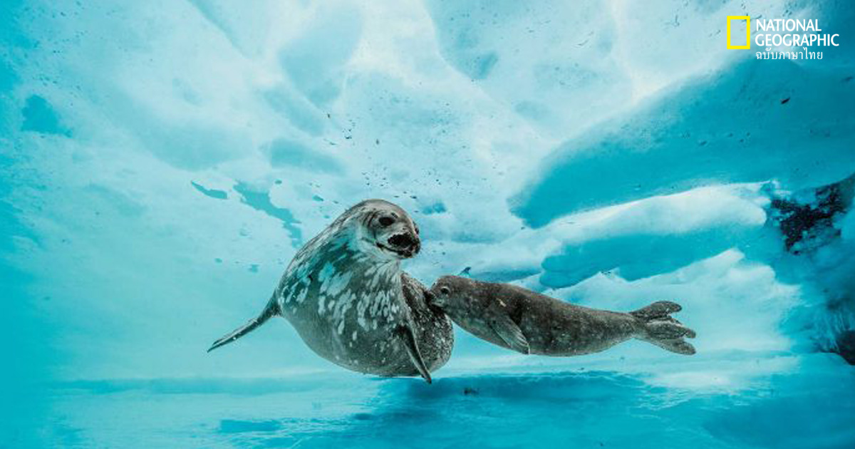 ทะเลแอนตาร์กติกา