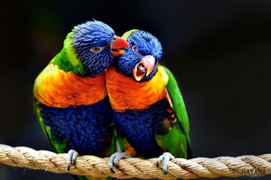 ภาพถ่ายนก