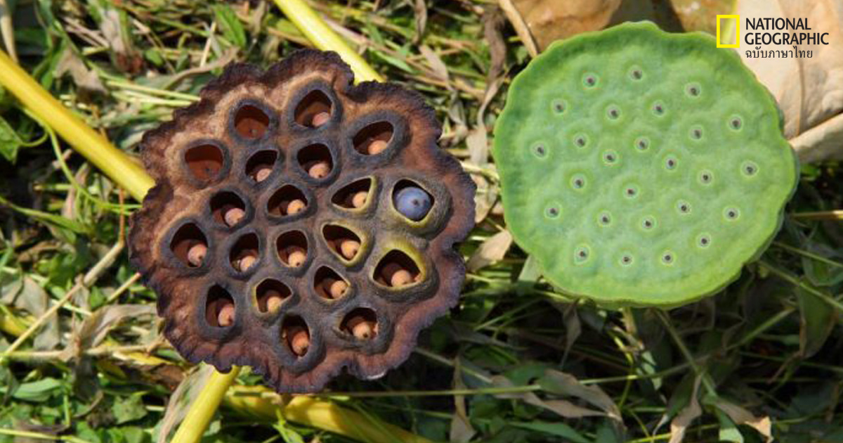 โรคกลัวรู