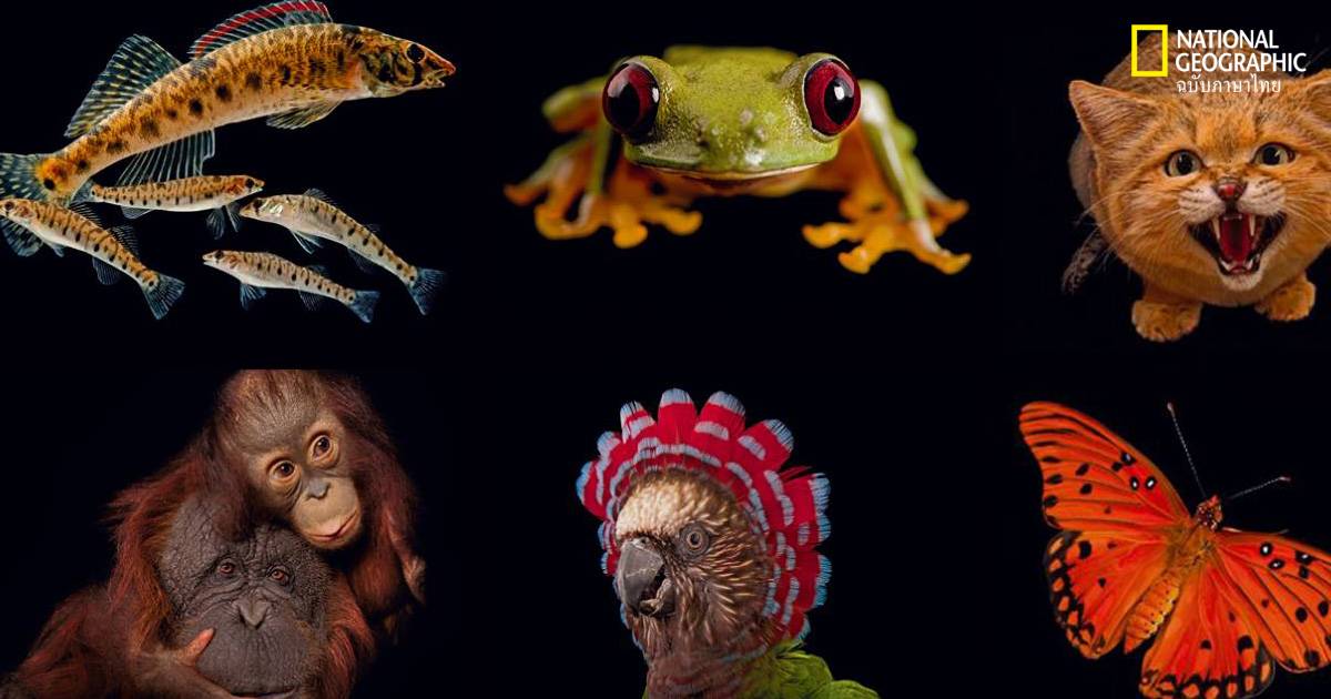 ภาพถ่ายสัตว์