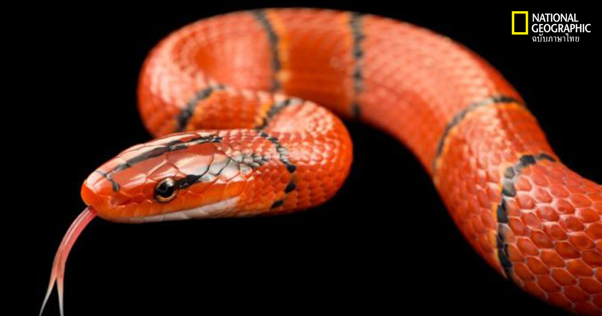 งูสวยๆ