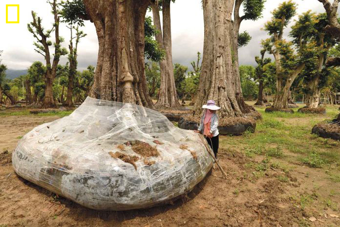 ต้นไม้ในเมือง