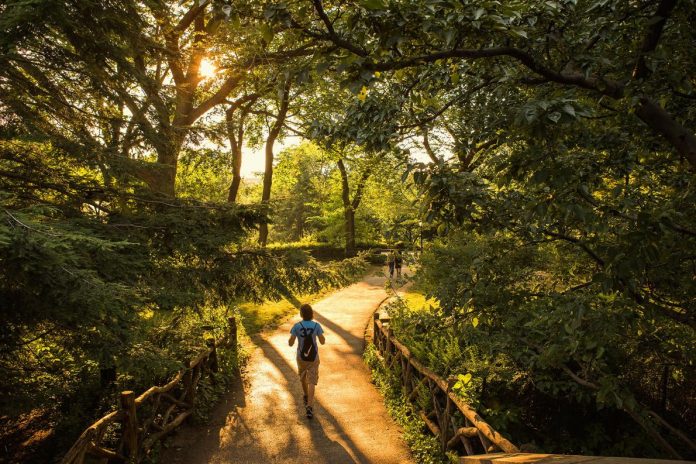 เบอร์นี เคราส์