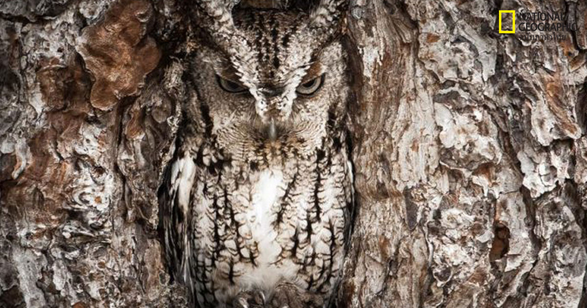 สัตว์นักพราง