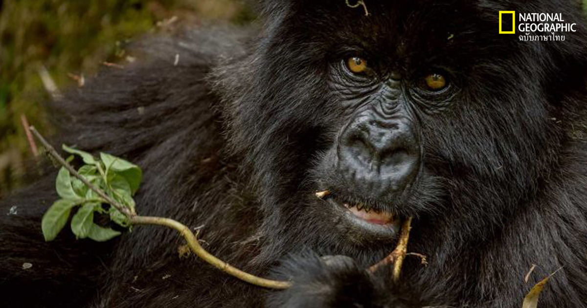 กอริลลา