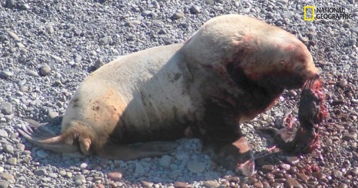 สิงโตทะเลกินลูกสิงโตทะเลด้วยกัน กรณีหายากที่ไม่เคยพบมาก่อน