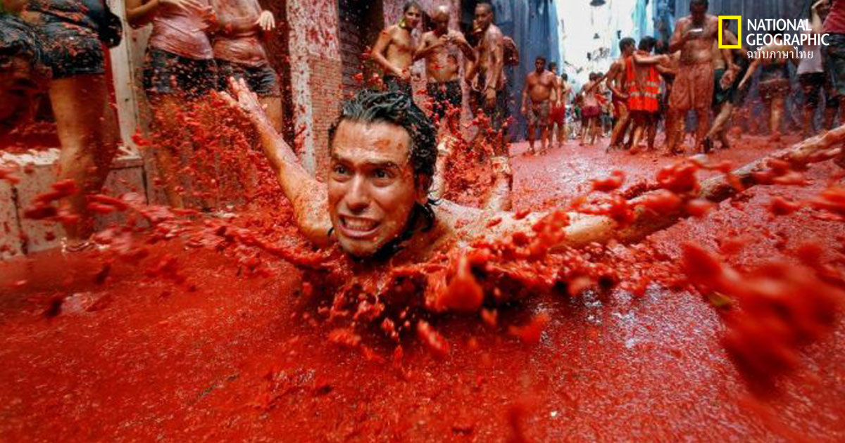 เทศกาลปามะเขือเทศ