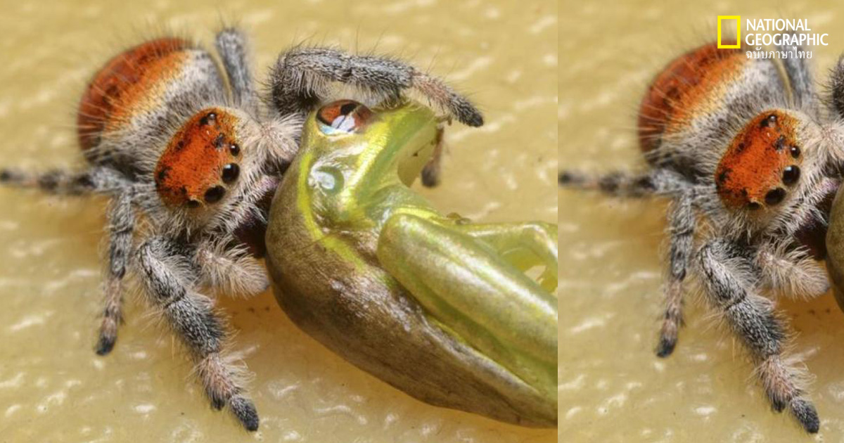 แมงมุมจิ๋ว