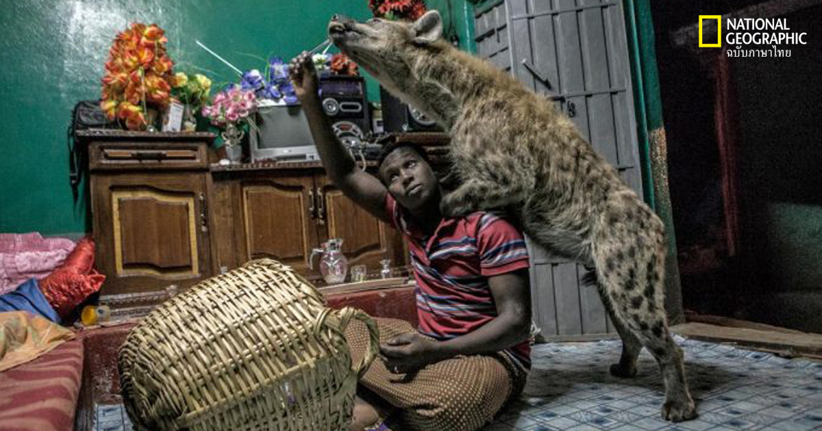 ไฮยีน่า