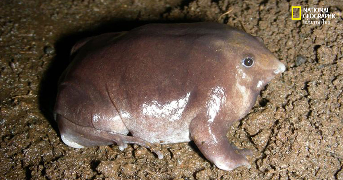 กบสายพันธุ์ใหม่