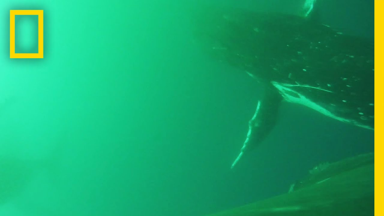 นักวิทยาศาสตร์บันทึกภาพพฤติกรรมวาฬที่ไม่เคยมีใครเห็นมาก่อน