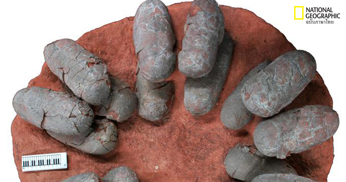 ไข่ไดโนเสาร์เป็นสีฟ้า!