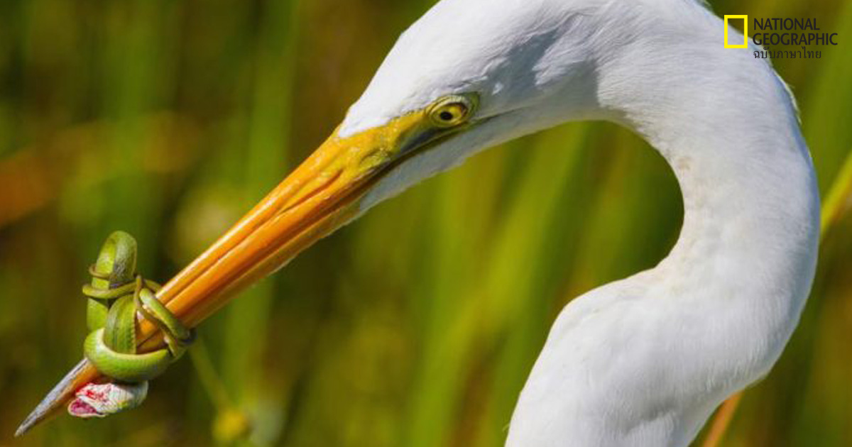 ภาพถ่ายนกสวยๆ