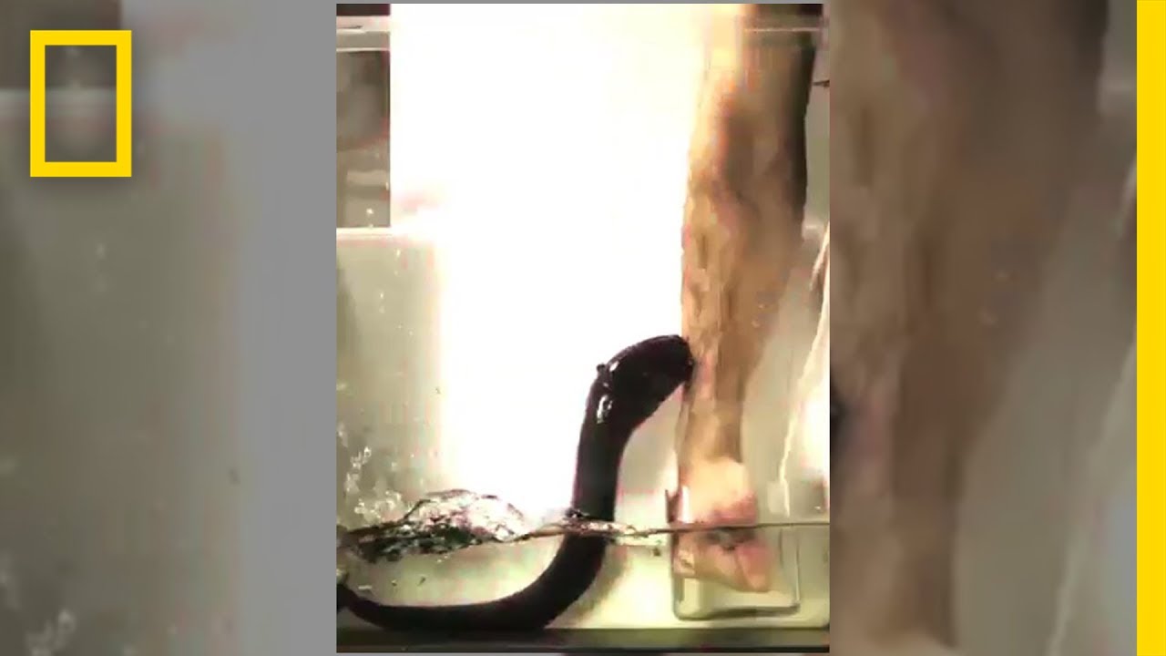 ปลาไหลไฟฟ้า