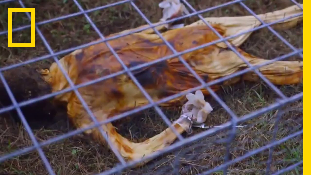 ยินดีต้อนรับสู่ฟาร์มศพ