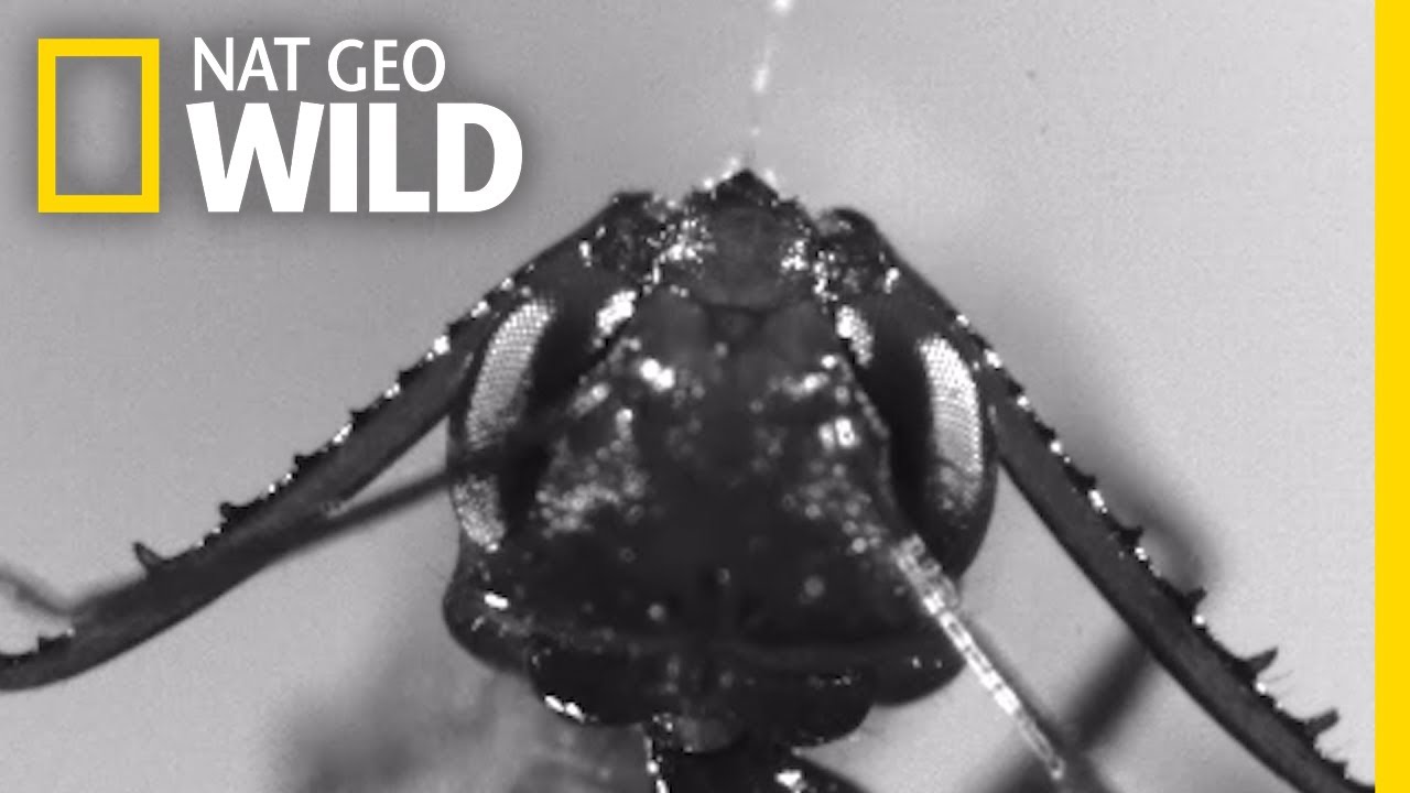 มดปากตะขอ