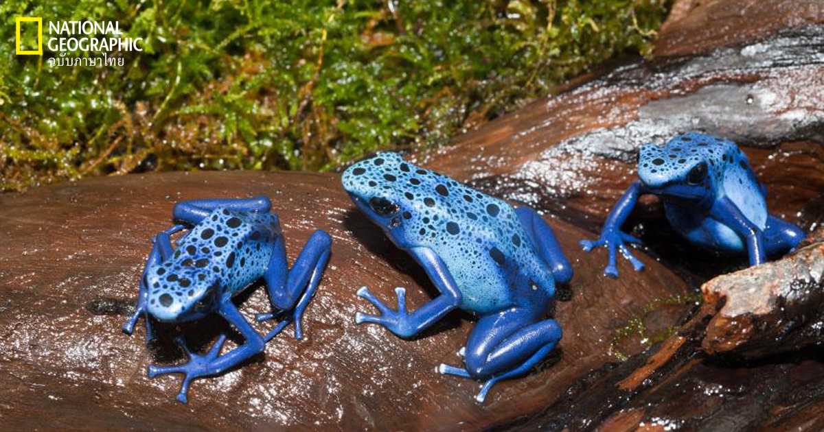 กบมีพิษ