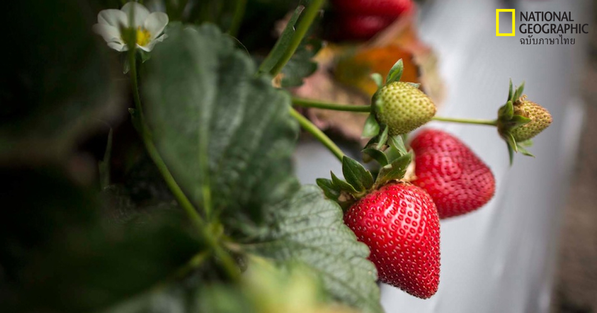 การยืดอายุผักผลไม้