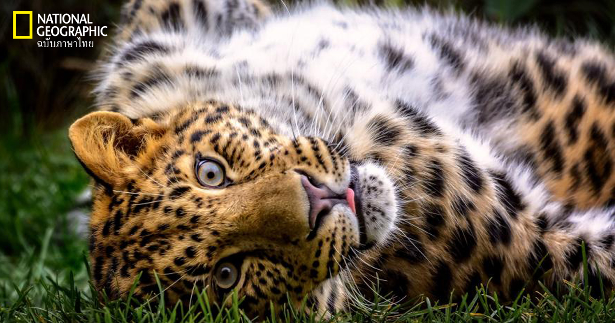 ภาพถ่ายสัตว์โลก