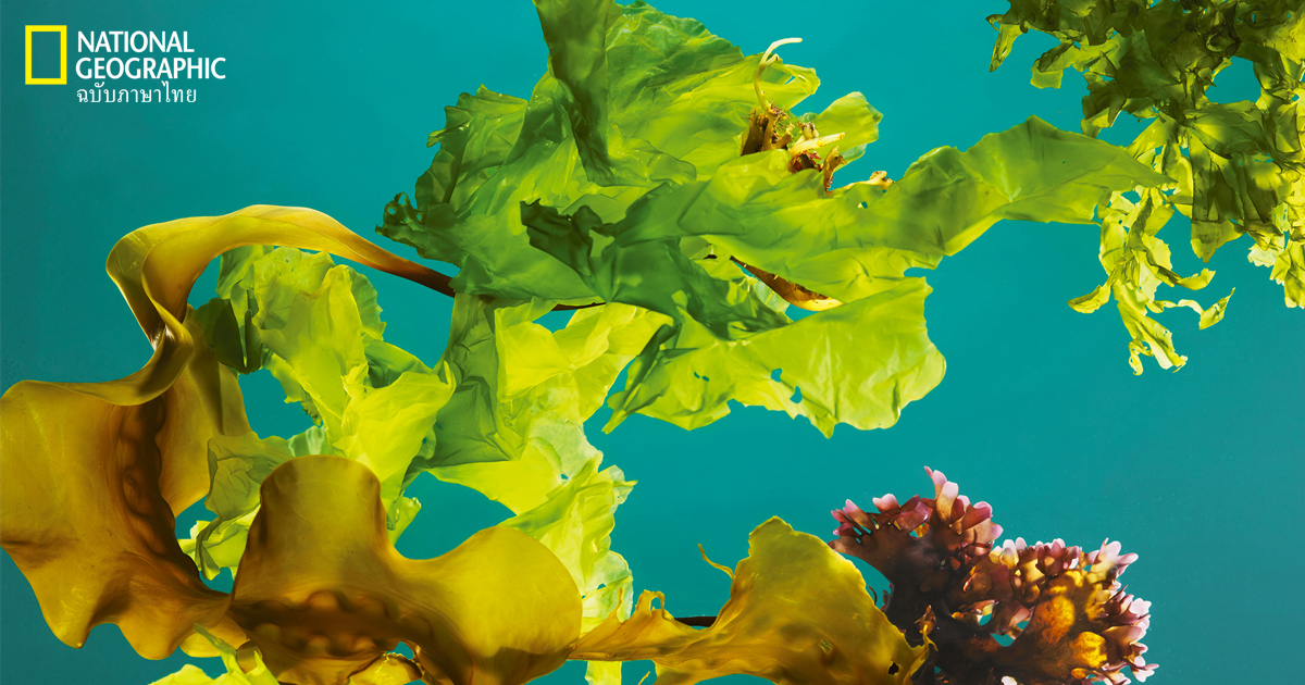 สาหร่ายทะเล