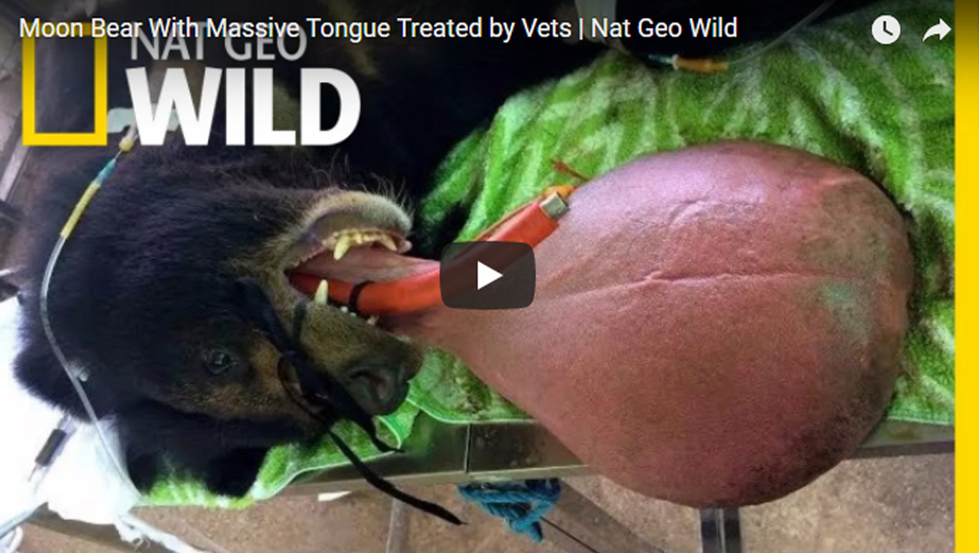 ปฏิบัติการช่วยเหลือหมีลิ้นยักษ์