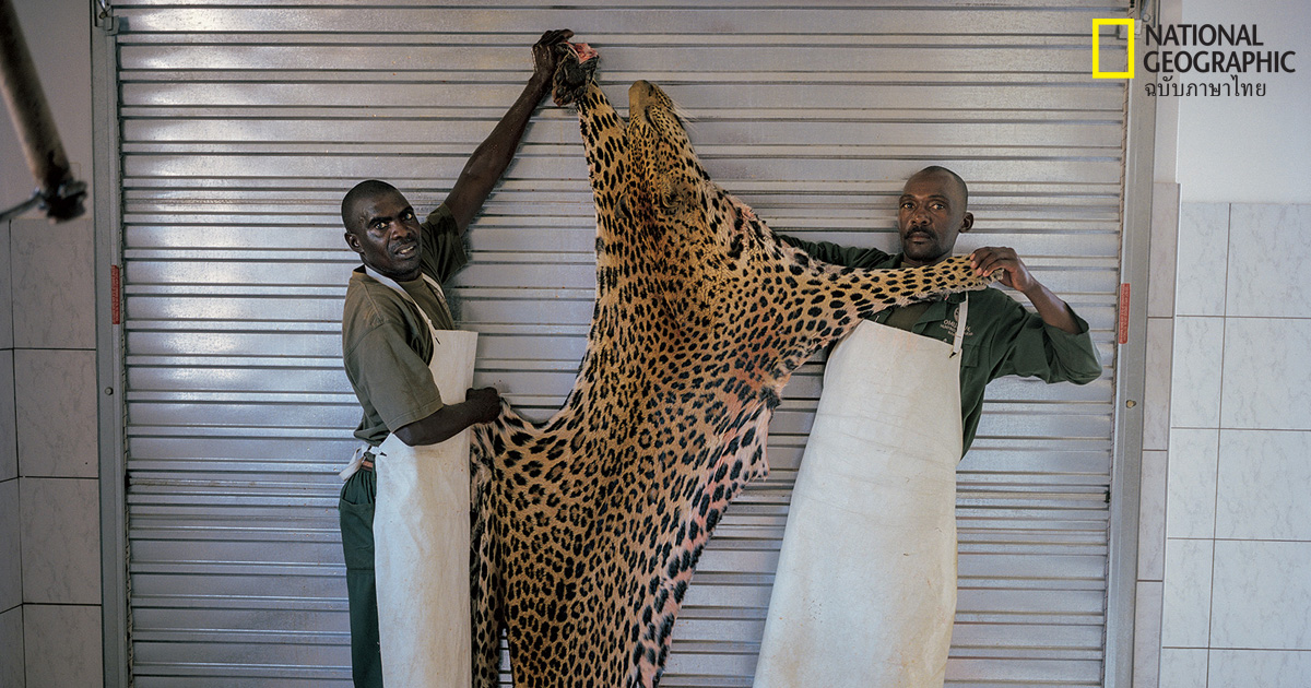 ล่าสัตว์