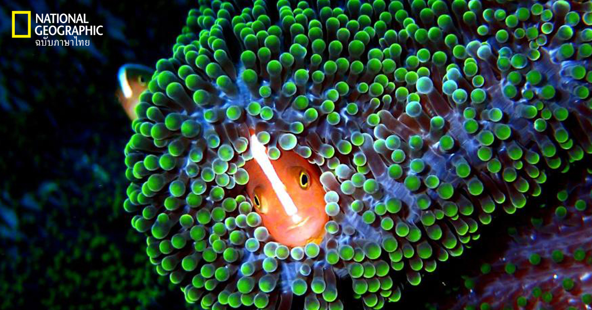 สิ่งมีชีวิตใต้ทะเล