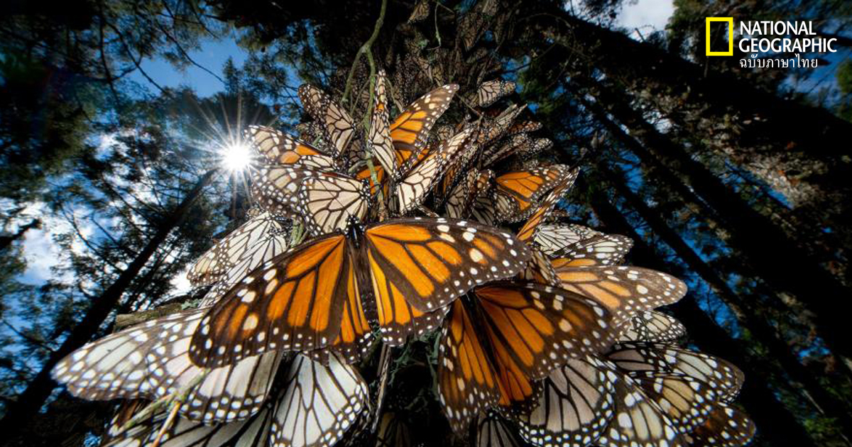 ผีเสื้อจักรพรรดิ