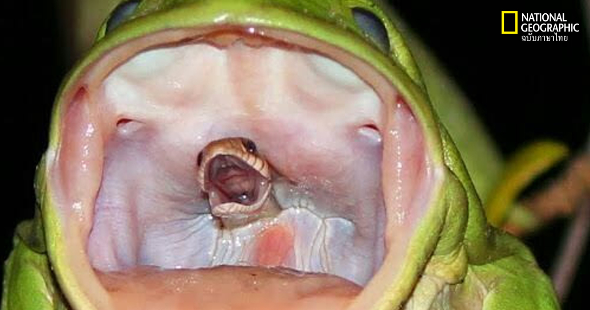 ภาพถ่ายอันน่าทึ่ง!