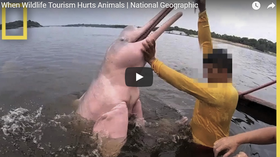 การท่องเที่ยวสัตว์ป่ากำลังทำร้ายสัตว์