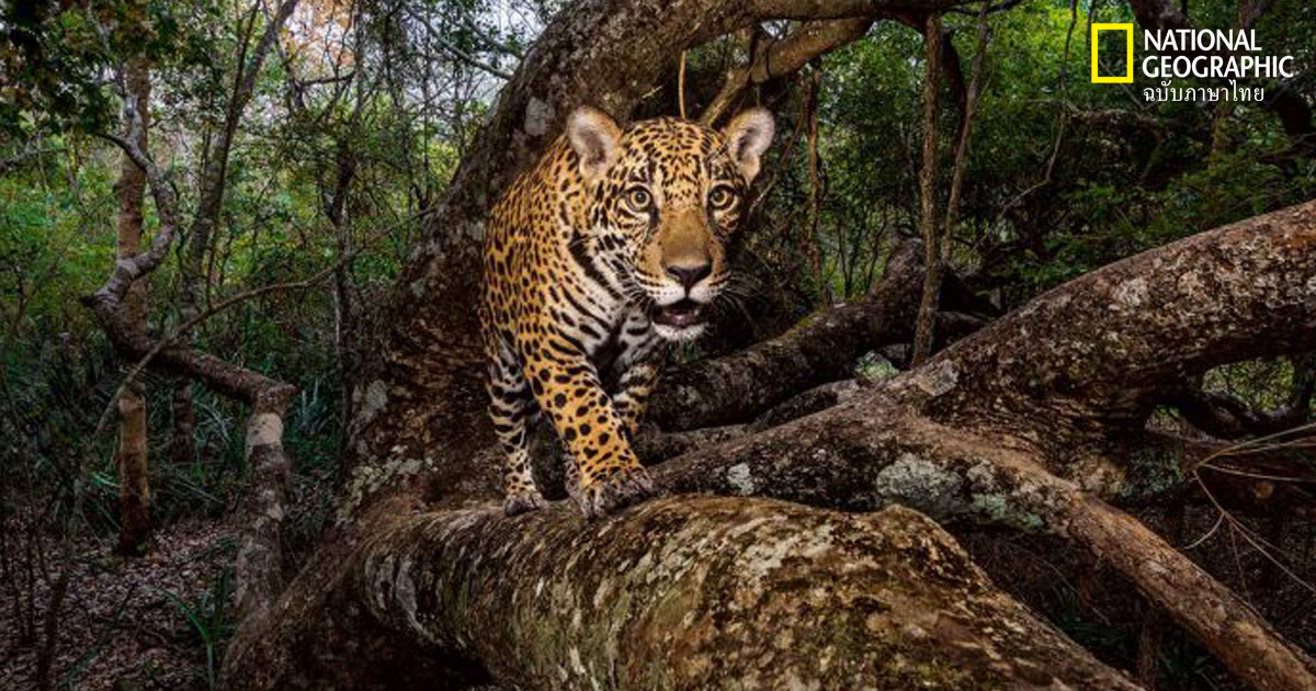 เสือจากัวร์