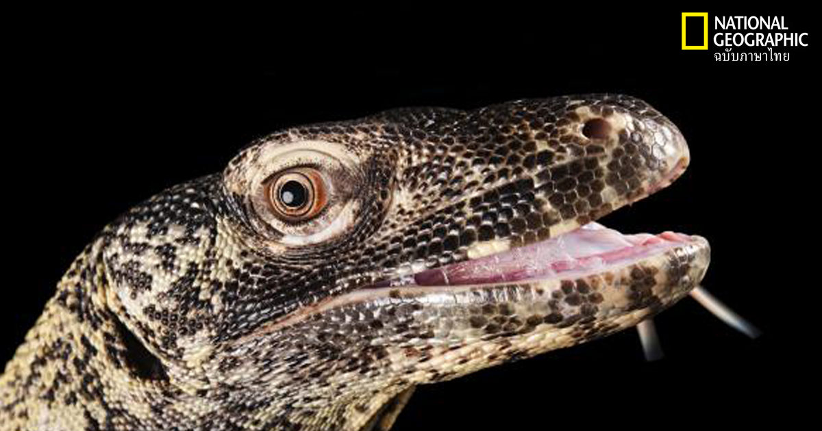 มังกรโคโมโด