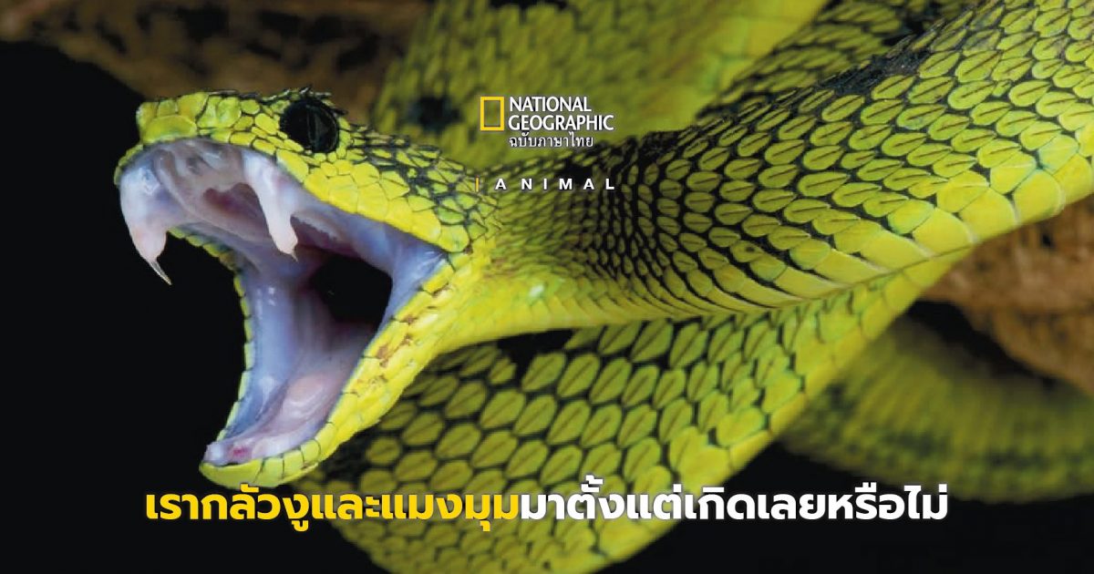 ความกลัวงูและแมงมุมติดตัวเรามาตั้งแต่เกิดหรือไม่?