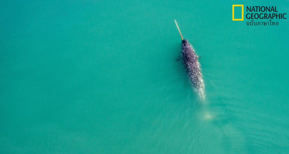 อาร์กติก